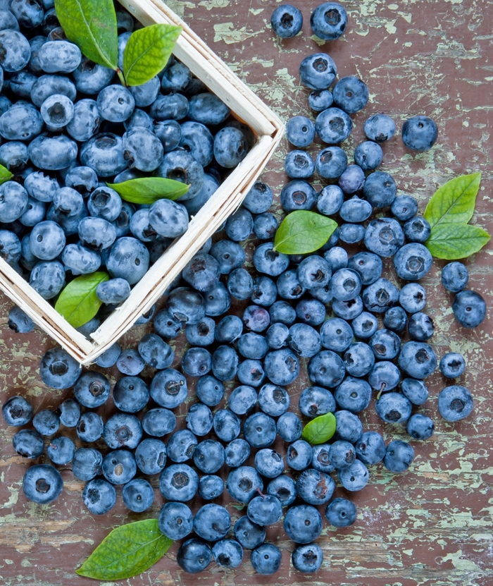 Duke Blueberry - Vaccinium corymbosum 'Duke' (Blueberry) from Milmont Greenhouses