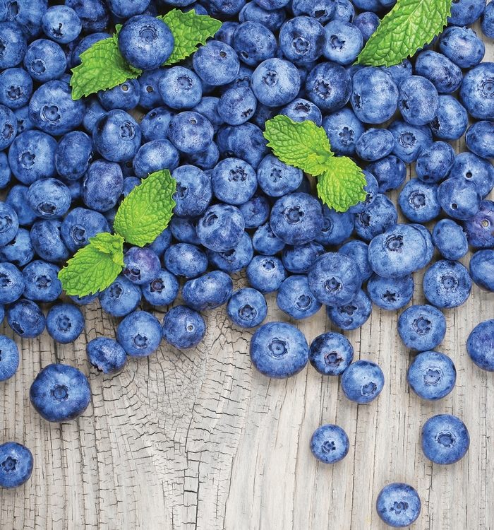 'Jersey' Blueberry - Vaccinium corymbosum from Milmont Greenhouses