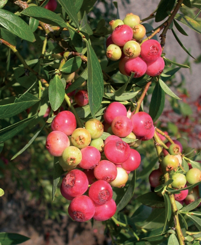 'Pink Lemonade' Blueberry - Vaccinium from Milmont Greenhouses