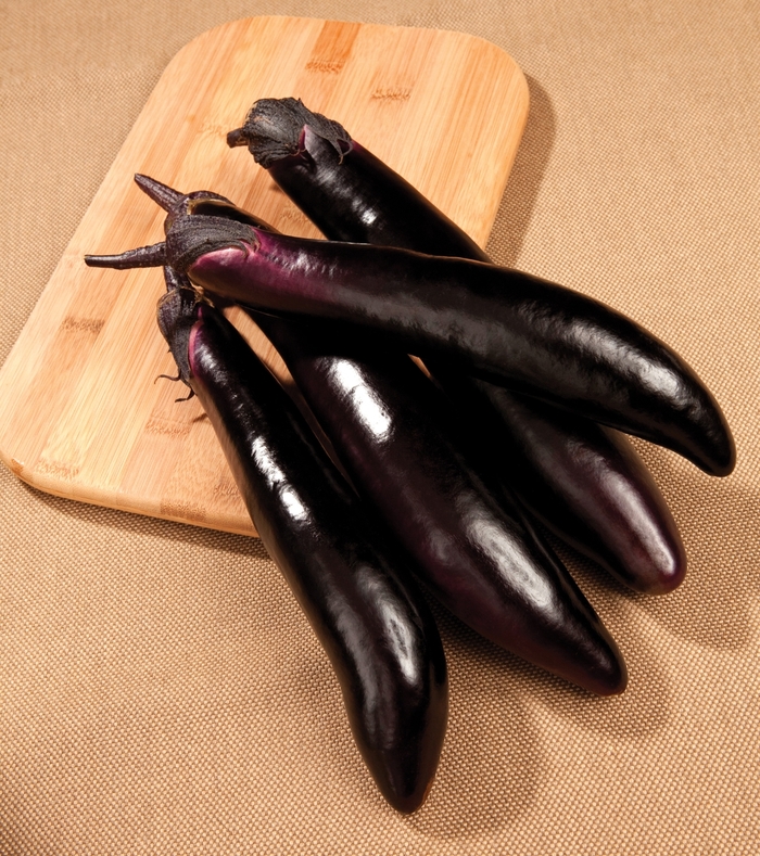 'Shikou' Eggplant - Solanum melongena from Milmont Greenhouses 'Shikou' Eggplant - Solanum melongena from Milmont Greenhouses
