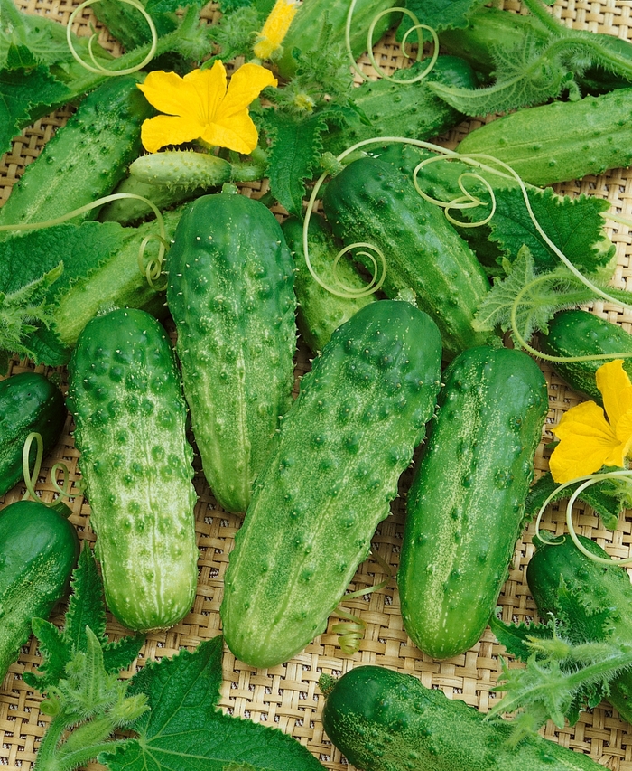 'Pick a Bushel' Cucumber - Cucumis sativus from Milmont Greenhouses 'Pick a Bushel' Cucumber - Cucumis sativus from Milmont Greenhouses