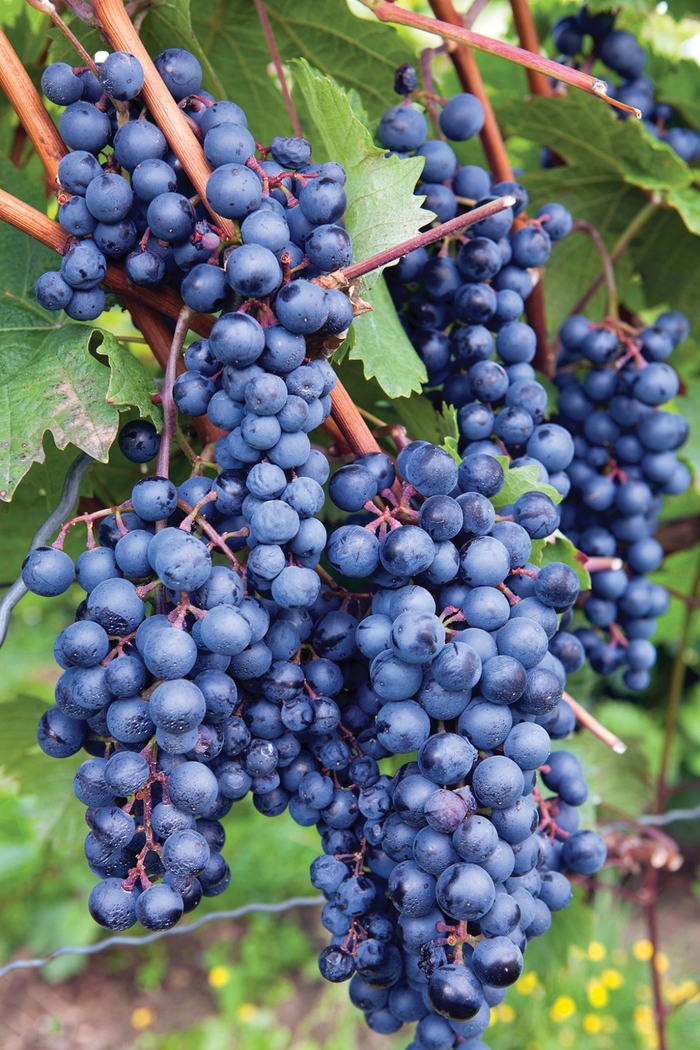 'Concord' Grape - Vitis labrusca from Milmont Greenhouses 'Concord' Grape - Vitis labrusca from Milmont Greenhouses