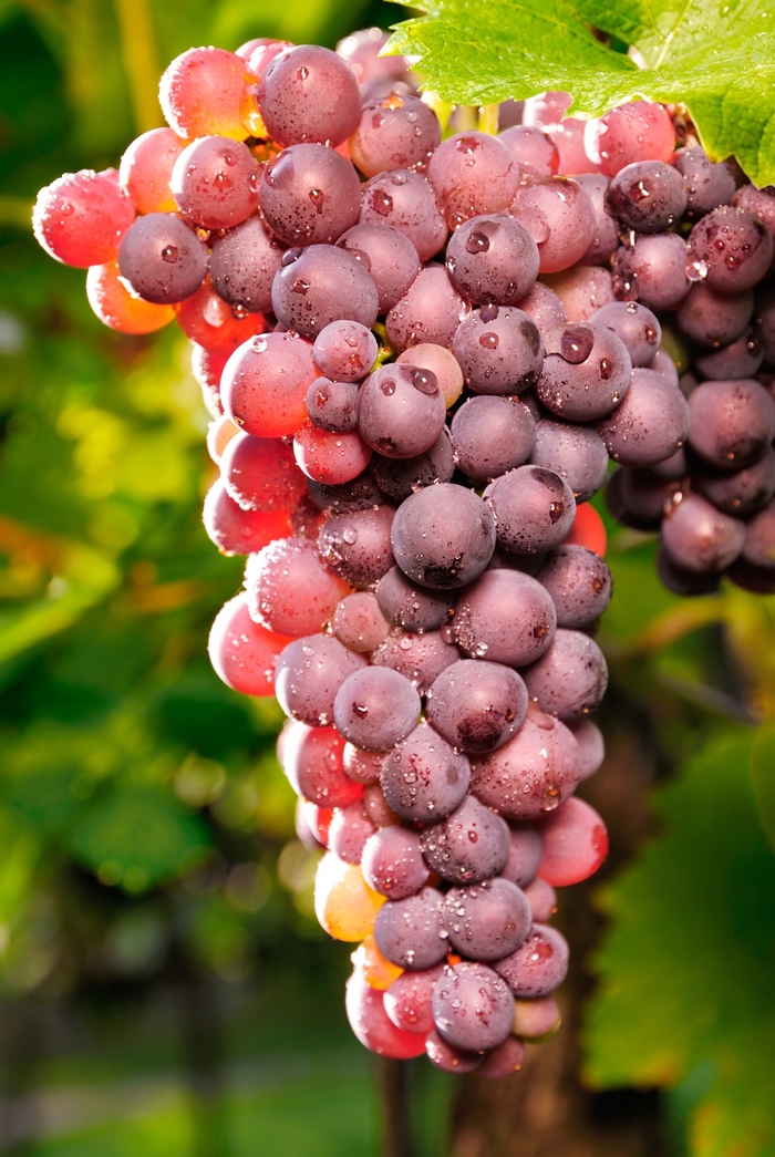 'Reliance' Grape - Vitis vinifera from Milmont Greenhouses