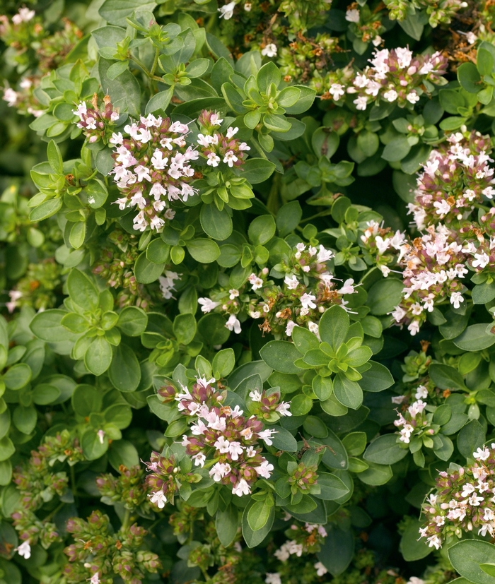 Compactum Oregano - Origanum vulgare 'Compactum' (Oregano) from Milmont Greenhouses Compactum Oregano - Origanum vulgare 'Compactum' (Oregano) from Milmont Greenhouses