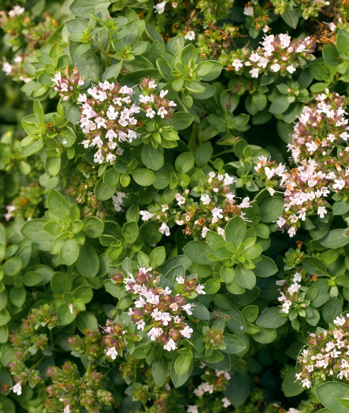 Compactum Oregano - Origanum vulgare 'Compactum' (Oregano) from Milmont Greenhouses