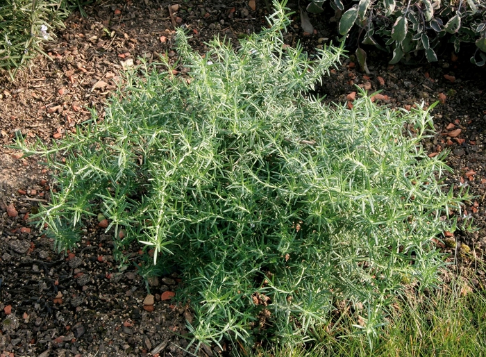 Prostratus Creeping Rosemary - Rosmarinus officinalis 'Prostratus' (Creeping Rosemary) from Milmont Greenhouses