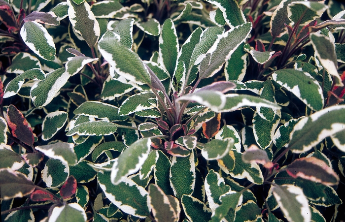 Tricolor Sage - Salvia officinalis 'Tricolor' (Sage) from Milmont Greenhouses