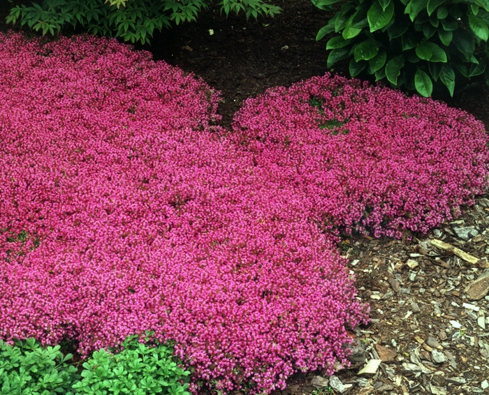 Coccineus Red Creeping Thyme - Thymus praecox 'Coccineus' (Red Creeping Thyme) from Milmont Greenhouses Coccineus Red Creeping Thyme - Thymus praecox 'Coccineus' (Red Creeping Thyme) from Milmont Greenhouses