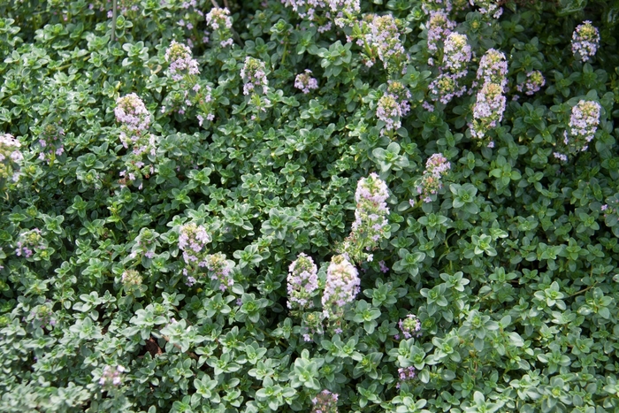 Lemon Thyme - Thymus x citriodorus (Lemon Thyme) from Milmont Greenhouses Lemon Thyme - Thymus x citriodorus (Lemon Thyme) from Milmont Greenhouses