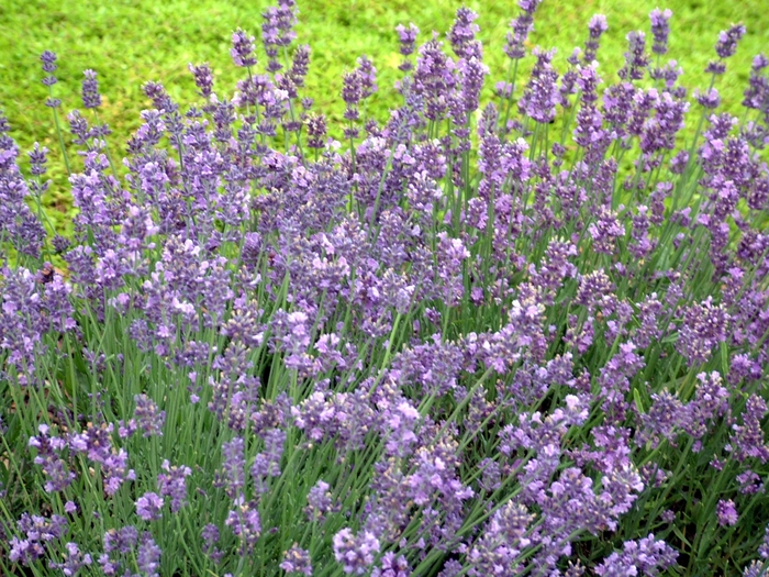 Munstead Lavender - Lavandula angustifolia 'Munstead' (Lavender) from Milmont Greenhouses