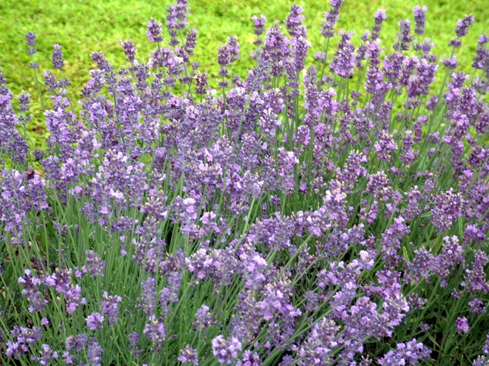 Munstead Lavender - Lavandula angustifolia 'Munstead' (Lavender) from Milmont Greenhouses Munstead Lavender - Lavandula angustifolia 'Munstead' (Lavender) from Milmont Greenhouses