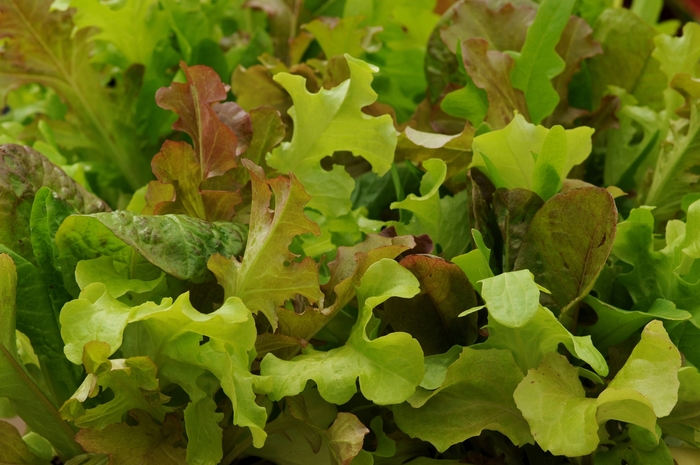 'Gourmet Blend' Lettuce - Lactuca sativa from Milmont Greenhouses