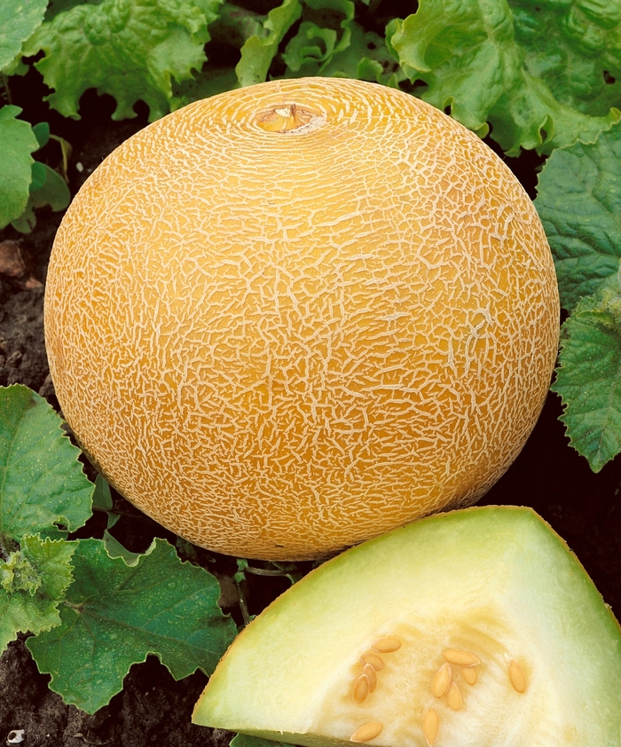 'Delicious' Cantaloupe - Cucumis melo from Milmont Greenhouses