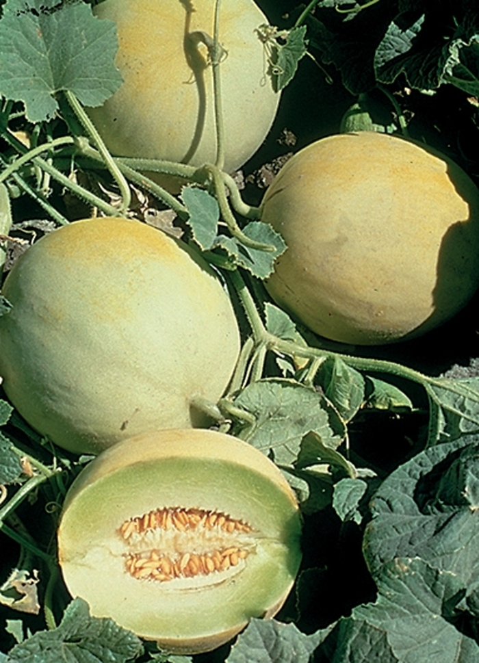 'Earli-dew' Melon - Cucumis melo from Milmont Greenhouses 'Earli-dew' Melon - Cucumis melo from Milmont Greenhouses