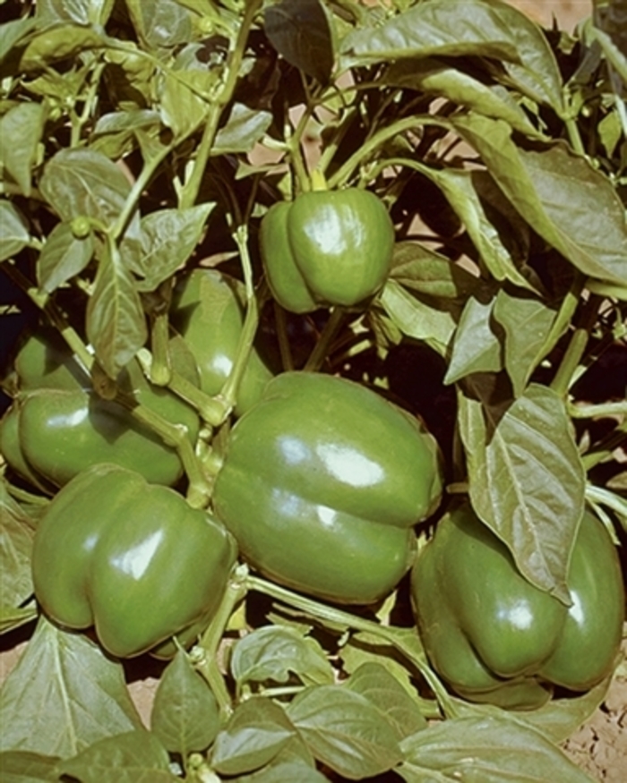 'Bell Boy' Bell Pepper - Capsicum annuum from Milmont Greenhouses 'Bell Boy' Bell Pepper - Capsicum annuum from Milmont Greenhouses