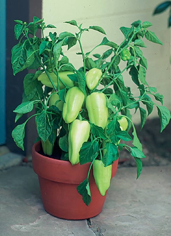 'Gypsy' Pepper - Capsicum annuum from Milmont Greenhouses 'Gypsy' Pepper - Capsicum annuum from Milmont Greenhouses