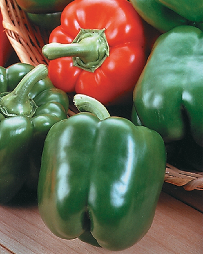 'King Arthur' Pepper - Capsicum annuum from Milmont Greenhouses