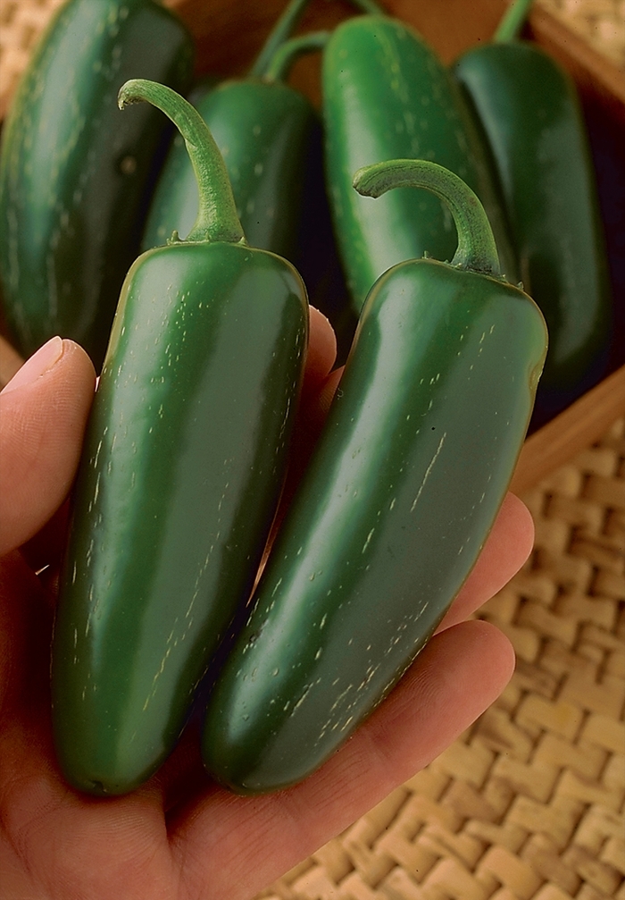 'Mucho Nacho' Pepper - Capsicum annuum from Milmont Greenhouses