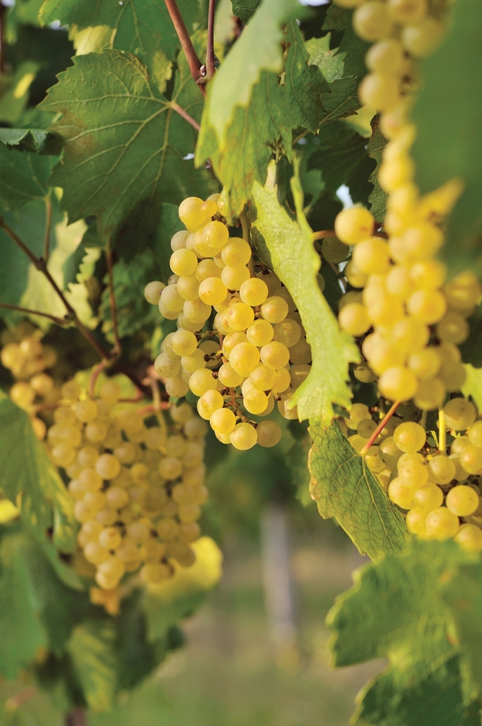 'Edelweiss' Grape - Vitis vinifera from Milmont Greenhouses