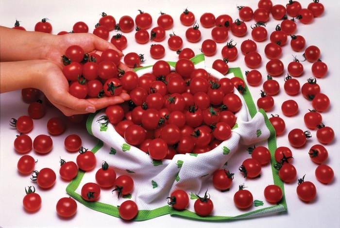 'Sweet Million' Tomato - Lycopersicon esculentum from Milmont Greenhouses