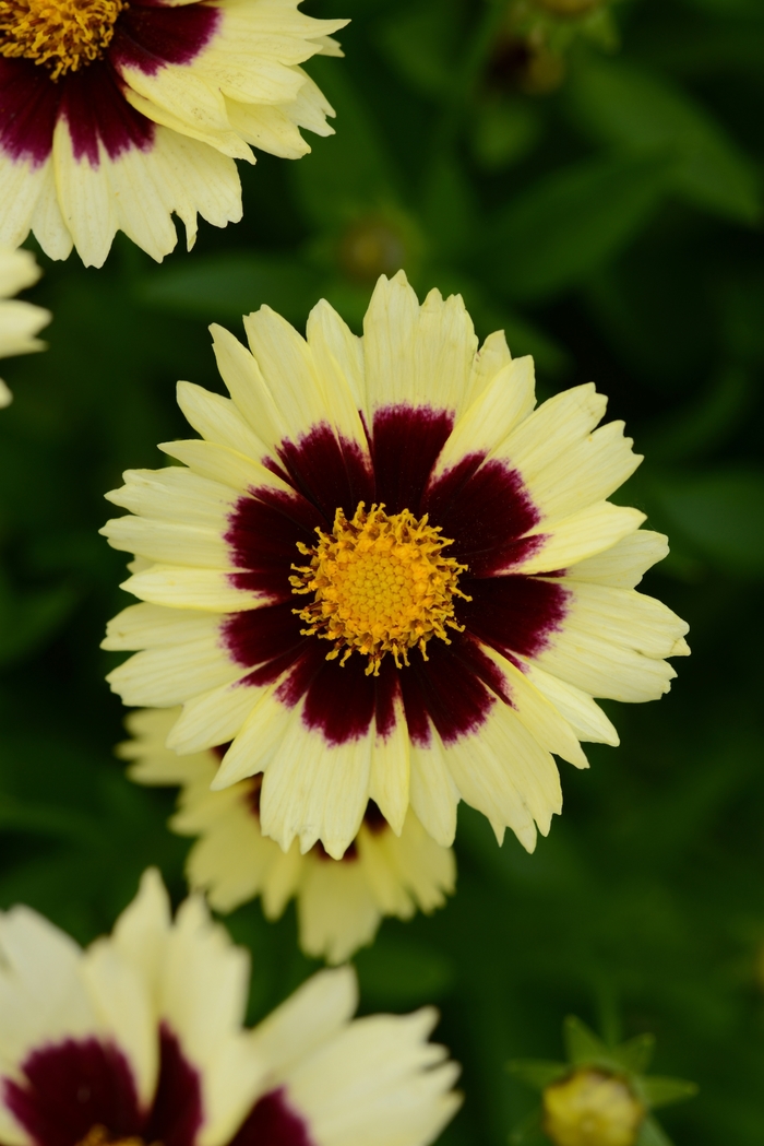 UpTick™ Cream & Red - Coreopsis 'Balupteamed' PP28866 (Tickseed) from Milmont Greenhouses