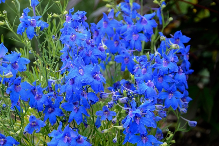Summer Nights Delphinium - Delphinium grandiflorum 'Summer Nights' (Delphinium) from Milmont Greenhouses Summer Nights Delphinium - Delphinium grandiflorum 'Summer Nights' (Delphinium) from Milmont Greenhouses