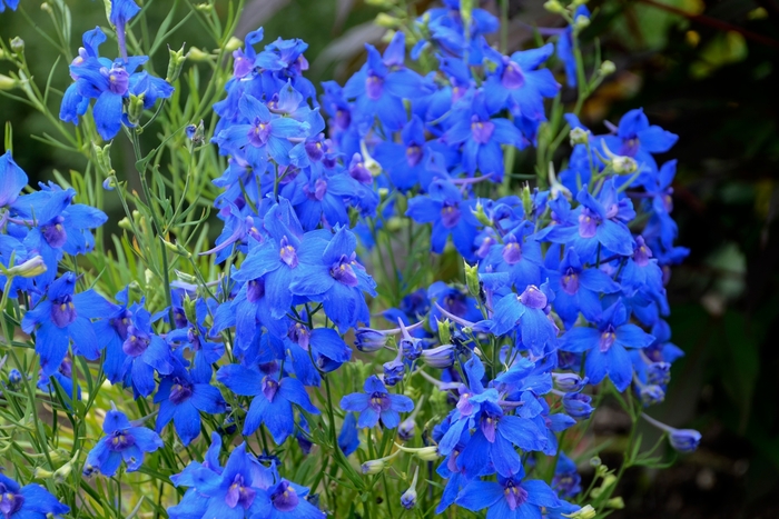 Summer Nights Delphinium - Delphinium grandiflorum 'Summer Nights' (Delphinium) from Milmont Greenhouses