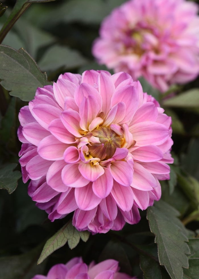 City Lights™ 'Lavender Pink' - Dahlia from Milmont Greenhouses City Lights™ 'Lavender Pink' - Dahlia from Milmont Greenhouses