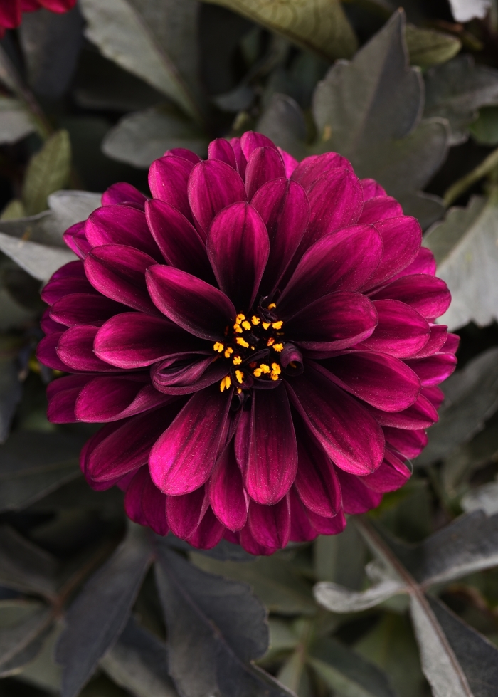 City Lights™ 'Purple' - Dahlia from Milmont Greenhouses