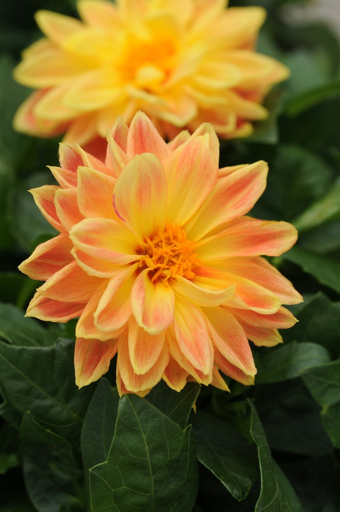 Dahlietta&reg; 'Coby' - Dahlia from Milmont Greenhouses