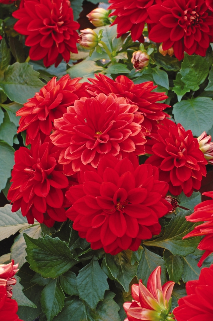 Dahlietta&reg; 'Tessy' - Dahlia from Milmont Greenhouses