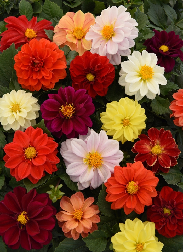 Figaro™ Mix - Dahlia from Milmont Greenhouses