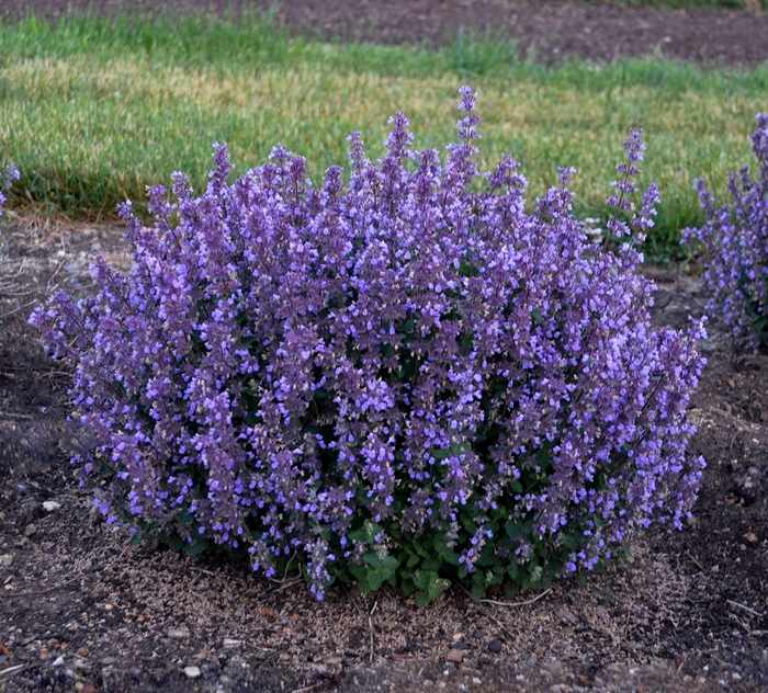 'Cat's Pajamas' Catmint - Nepeta from Milmont Greenhouses