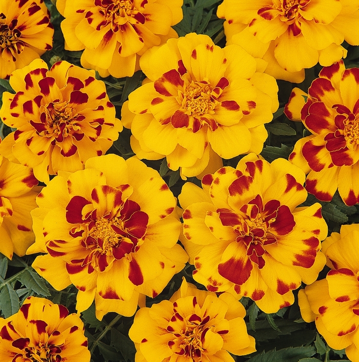 Durango® Bolero - Tagetes patula (French Marigold) from Milmont Greenhouses