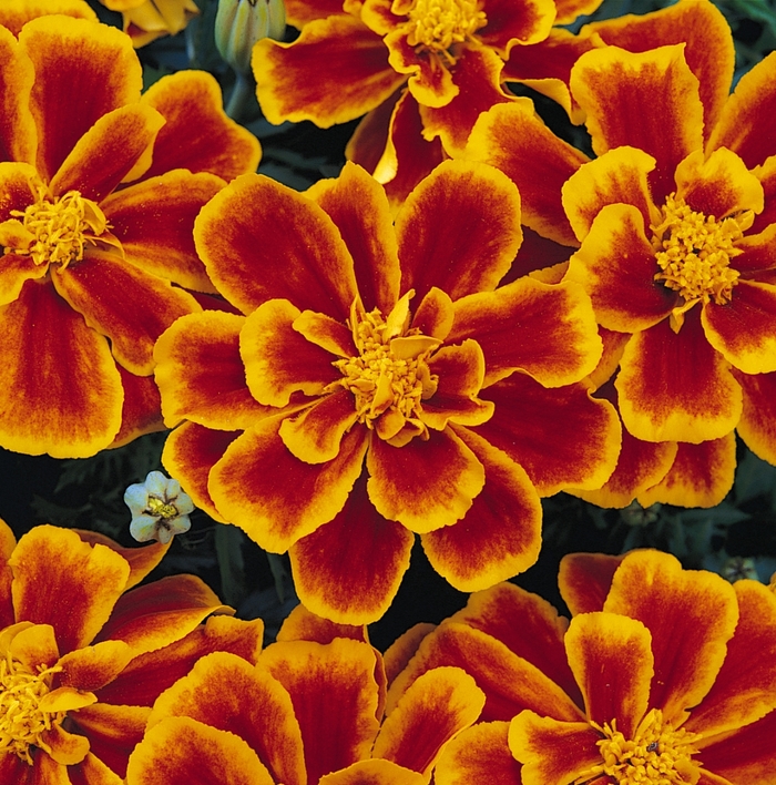 Durango® Flame - Tagetes patula (French Marigold) from Milmont Greenhouses