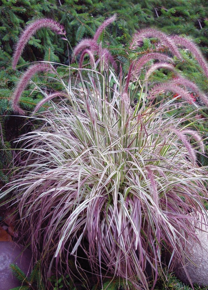 'Cherry Sparkler' Fountain Grass - Pennisetum setaceum from Milmont Greenhouses