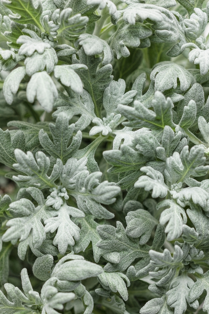 'Silver Bullet®' Wormwood - Artemisia stelleriana from Milmont Greenhouses