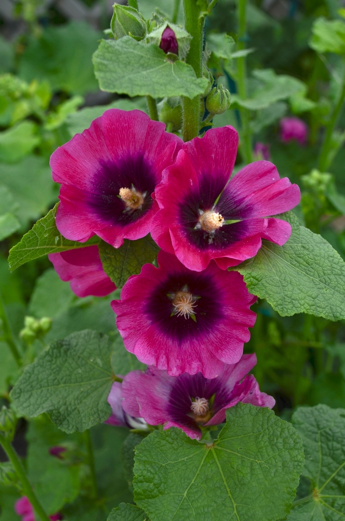 Halo 'Cerise' - Alcea rosea (Hollyhock) from Milmont Greenhouses