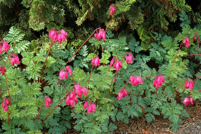 Amore&trade; Rose - Dicentra (Bleeding Hearts) from Milmont Greenhouses