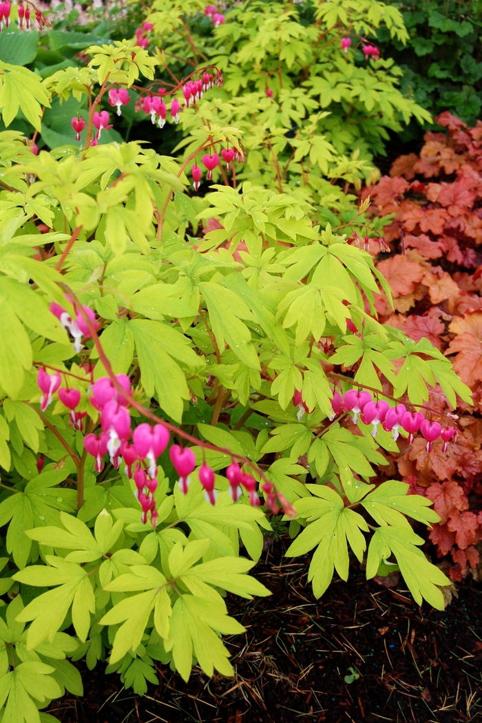 Dicentra spectabilis 'Gold Heart' (Bleeding Heart) Gold Heart