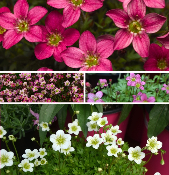'Multiple Varieties' Rockfoil - Saxifraga from Milmont Greenhouses