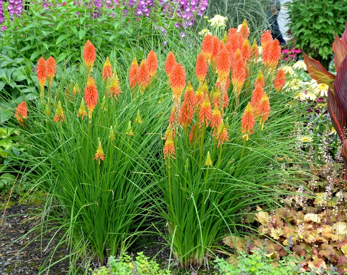 Popsicle&trade; ''Papaya'' - Kniphofia (Red Hot Poker) from Milmont Greenhouses