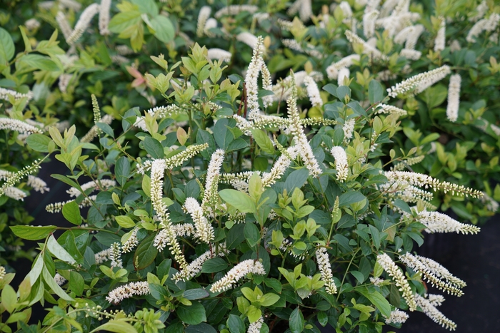 'Scentlandia®' Sweetspire - Itea virginica from Milmont Greenhouses