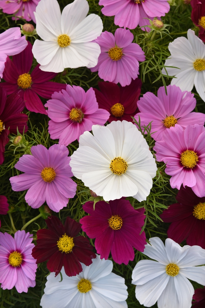Sonata™ 'Mix' - Cosmos bipinnatus from Milmont Greenhouses Sonata™ 'Mix' - Cosmos bipinnatus from Milmont Greenhouses