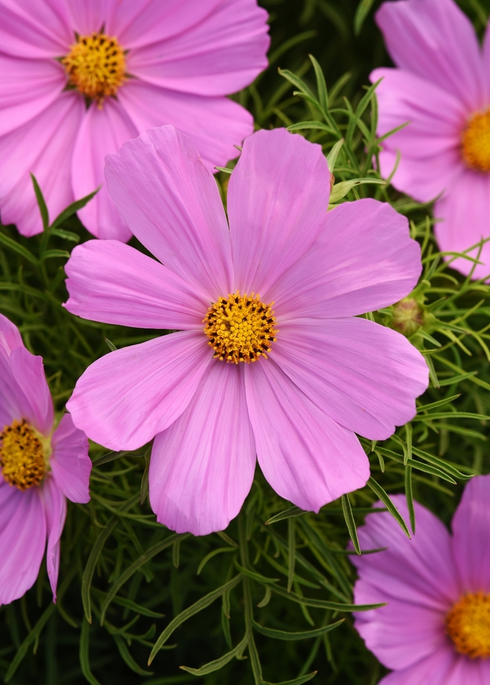 Sonata™ 'Pink' - Cosmos bipinnatus from Milmont Greenhouses