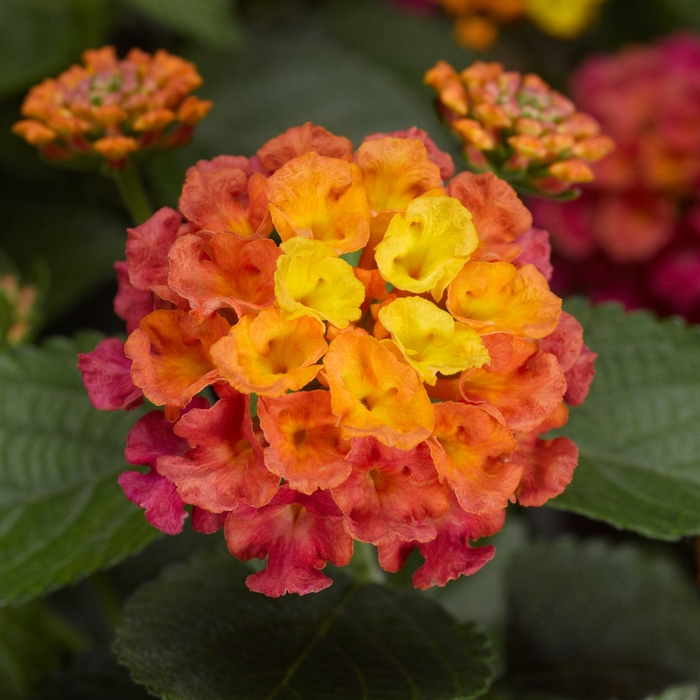 Bandana&reg; 'Rose' - Lantana camara from Milmont Greenhouses