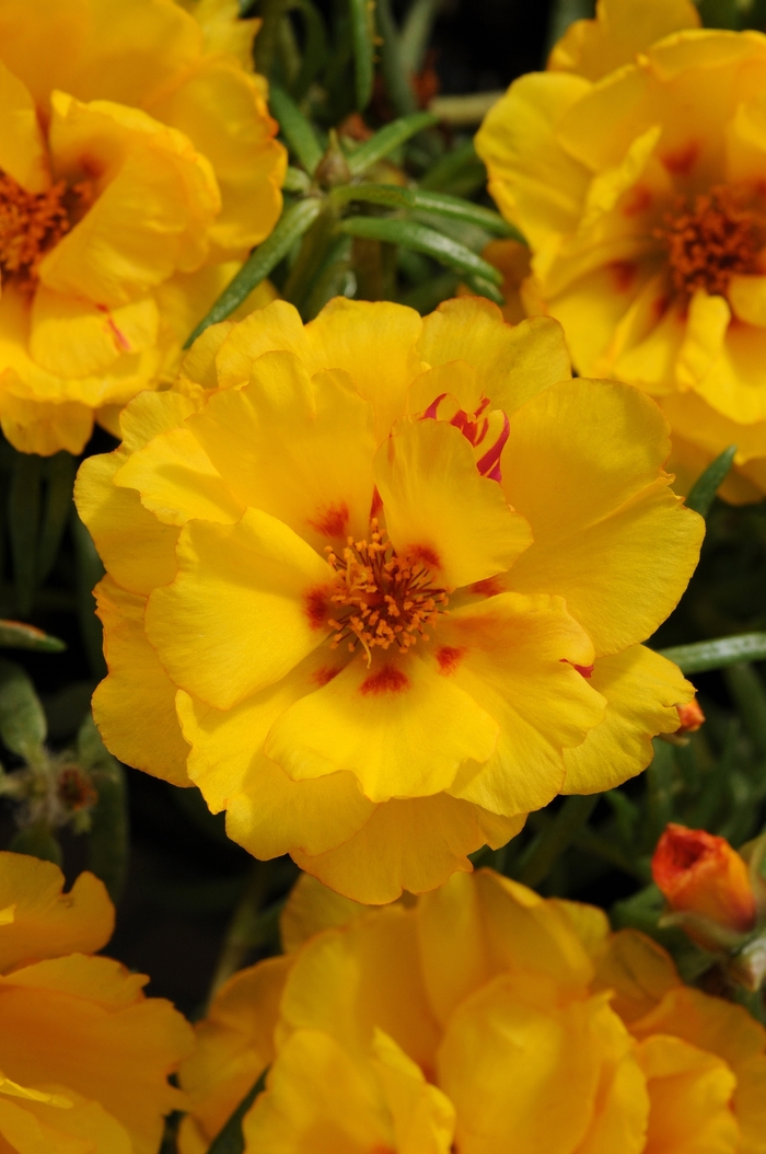Happy Hour™ 'Banana' - Portulaca grandiflora (Moss Rose, Purslane) from Milmont Greenhouses