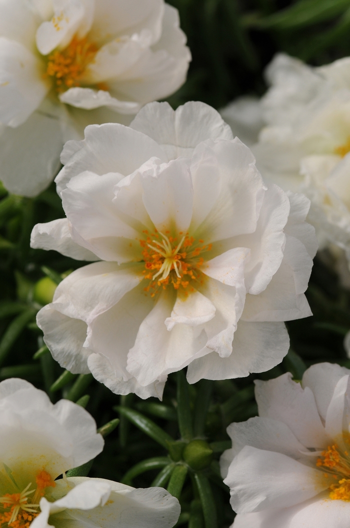 Happy Hour™ 'Coconut' - Portulaca grandiflora (Moss Rose, Purslane) from Milmont Greenhouses Happy Hour™ 'Coconut' - Portulaca grandiflora (Moss Rose, Purslane) from Milmont Greenhouses