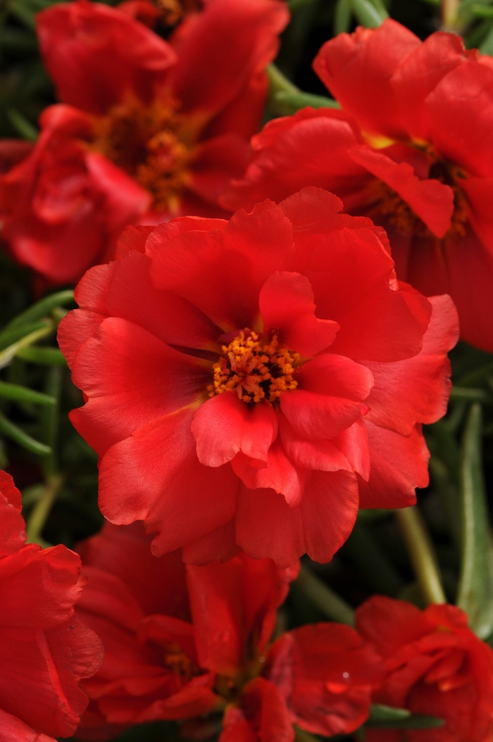 Happy Hour™ 'Deep Red' - Portulaca grandiflora (Moss Rose, Purslane) from Milmont Greenhouses Happy Hour™ 'Deep Red' - Portulaca grandiflora (Moss Rose, Purslane) from Milmont Greenhouses