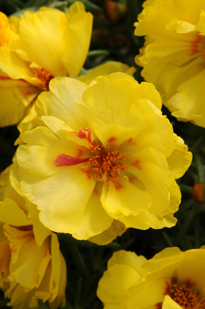 Happy Hour™ 'Lemon' - Portulaca grandiflora (Moss Rose, Purslane) from Milmont Greenhouses